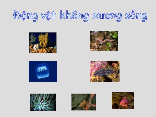 Bài 30. Ôn tập phần I - Động vật không xương sống