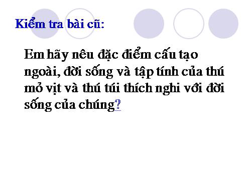 Bài 49. Đa dạng của lớp Thú: Bộ Dơi và bộ Cá voi