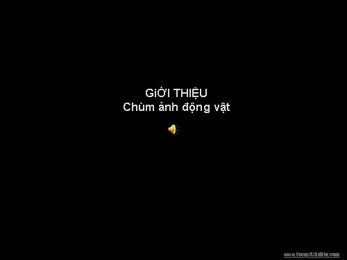 Ảnh 1 số động vật (có nhạc nền hay)