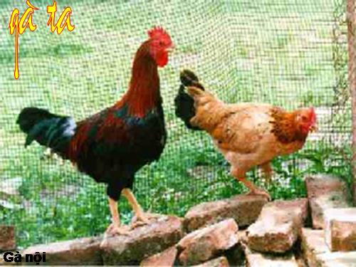 tư liệu sinh học 7 nè(các giống gà ở VN) HOT !!