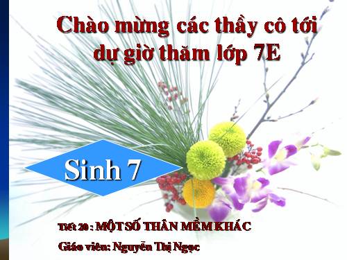 Bài 19. Một số thân mềm khác