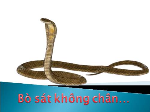 rắn là loài BÒ...sát không chân đây!!!!
