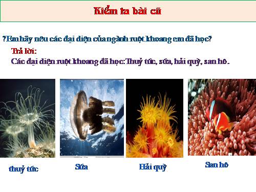 Bài 10. Đặc điểm chung và vai trò của ngành Ruột khoang