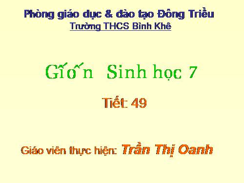 Bài 49. Đa dạng của lớp Thú: Bộ Dơi và bộ Cá voi
