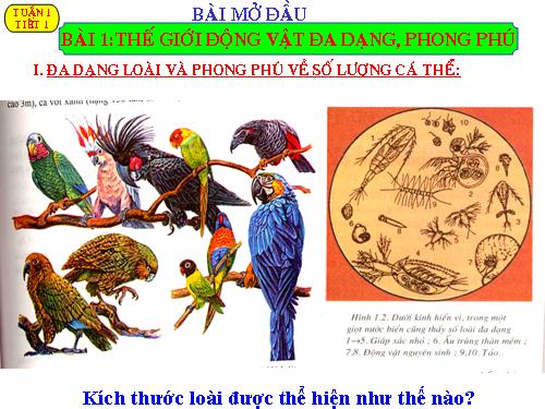 Bài 1. Thế giới động vật đa dạng, phong phú