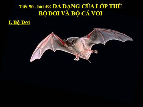 Bài 49. Đa dạng của lớp Thú: Bộ Dơi và bộ Cá voi