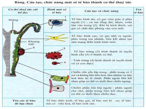 tranh sinh học 7 học kì I cực hay