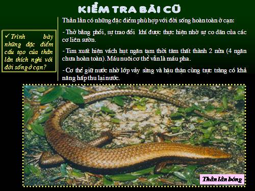 Bài 40. Đa dạng và đặc điểm chung của lớp Bò sát