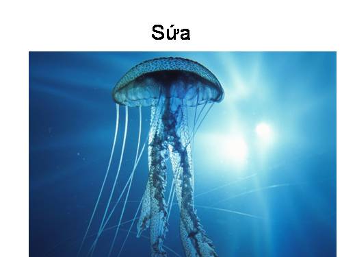 Bài 9: Đa dạng của Ruột khoang (bảng phụ)