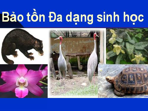 da dang sinh hoc