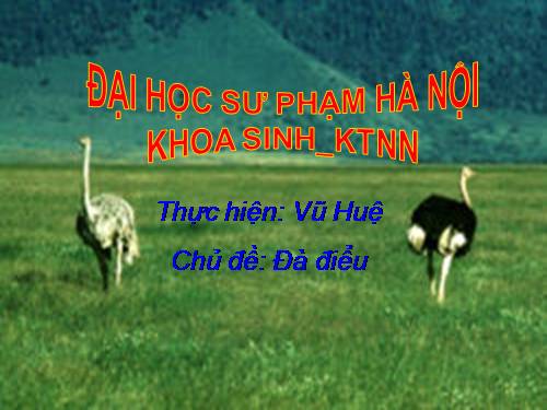 Đà điểu