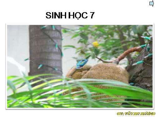 Bài 50. Đa dạng của lớp Thú: Bộ Ăn sâu bọ, bộ Gặm nhấm, bộ Ăn thịt