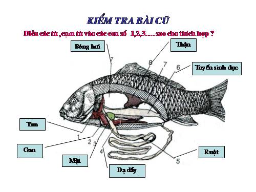 Bài 33. Cấu tạo trong của cá chép