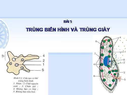 Bài 5. Trùng biến hình và trùng giày