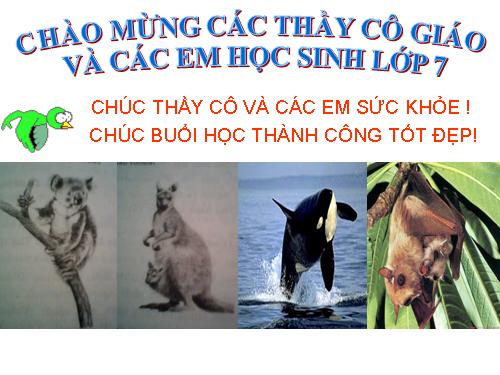 Bài 49. Đa dạng của lớp Thú: Bộ Dơi và bộ Cá voi