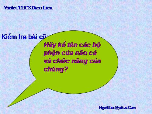 Bài 34. Đa dạng và đặc điểm chung của các lớp Cá
