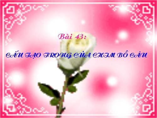 Bài 43. Cấu tạo trong của chim bồ câu