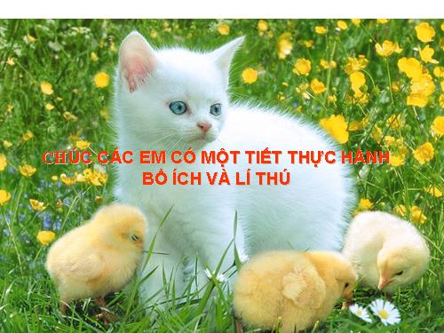 Bài 52. Thực hành: Xem băng hình về đời sống và tập tính của Thú