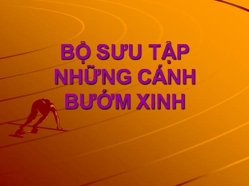 Bộ sưu tập những cánh bướn xinh