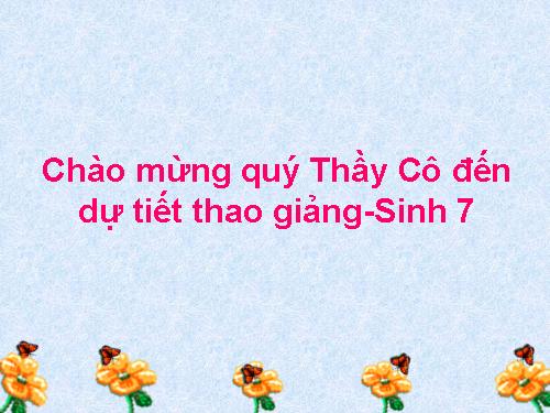 Bài 56. Cây phát sinh giới Động vật