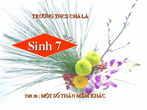 Bài 19. Một số thân mềm khác