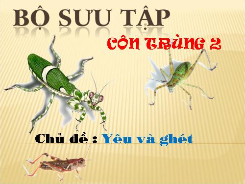 Bộ sưu tập côn trùng 2