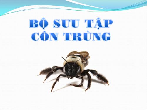 Bộ hình ảnh thế giới côn trùng 1