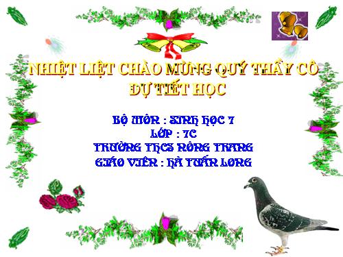 Bài 41. Chim bồ câu