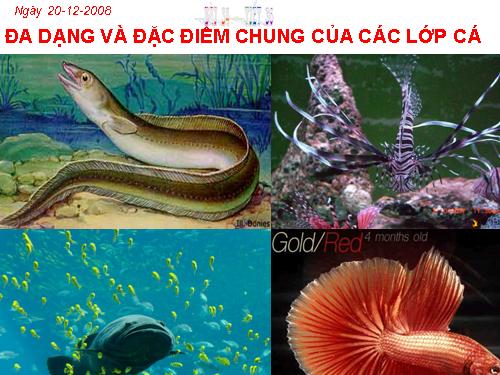 Bài 34. Đa dạng và đặc điểm chung của các lớp Cá