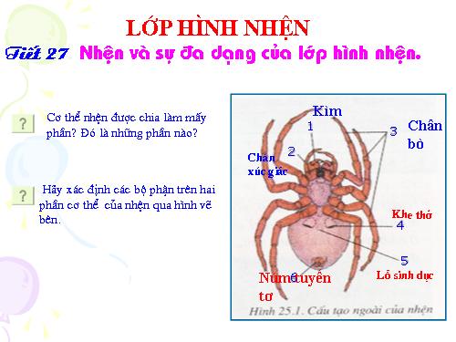 Bài 25. Nhện và sự đa dạng của lớp Hình nhện