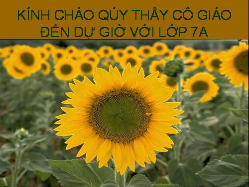 Bài 31. Cá chép