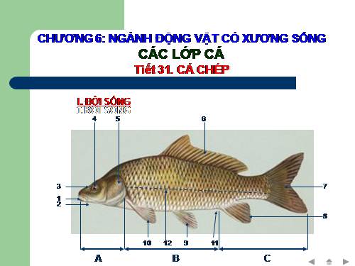Bài 31. Cá chép