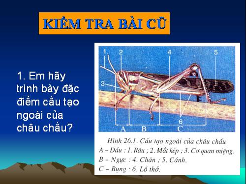 Bài 27. Đa dạng và đặc điểm chung của lớp Sâu bọ