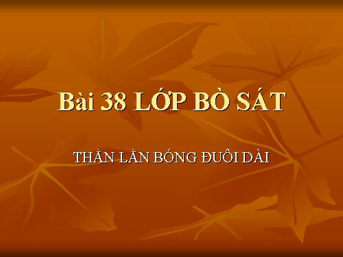 Bài 38. Thằn lằn bóng đuôi dài