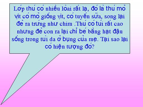 Bài 48. Đa dạng của lớp Thú: Bộ Thú huyệt, bộ Thú túi