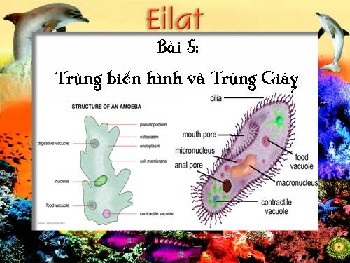 Bài 5. Trùng biến hình và trùng giày