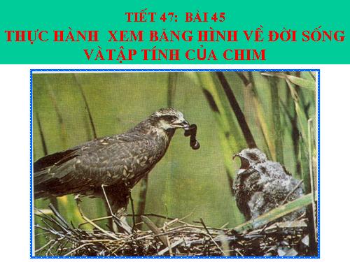 Bài 45. Thực hành: Xem băng hình về đời sống và tập tính của chim