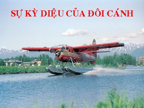 CÁNH SÂU BỌ