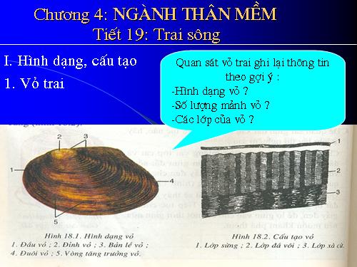 Bài 18. Trai sông