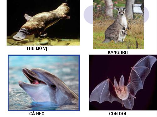 Bài 48. Đa dạng của lớp Thú: Bộ Thú huyệt, bộ Thú túi
