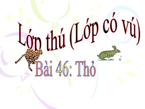 Bài 46. Thỏ