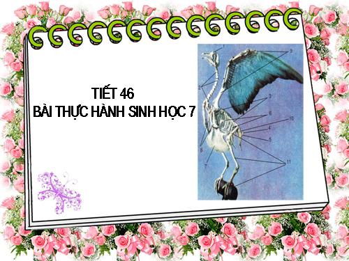 Bài 42. Thực hành: Quan sát bộ xương, mẫu mổ chim bồ câu