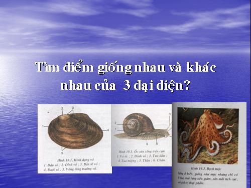 Bài 21. Đặc điểm chung và vai trò của ngành Thân mềm