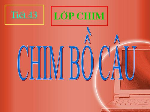 Bài 41. Chim bồ câu