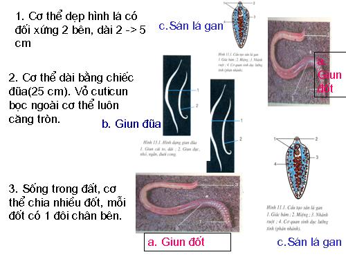 Bài 15. Giun đất