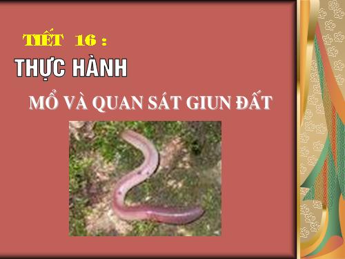 Bài 16. Thực hành: Mổ và quan sát giun đất