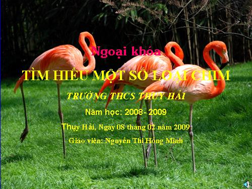 Ngoại khoá: Tìm hiểu một số loài chim
