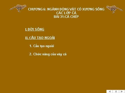 Bài 31. Cá chép