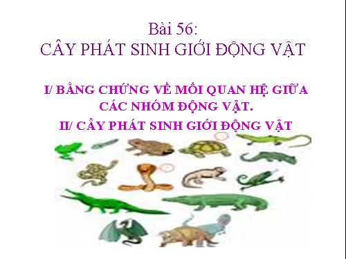Bài 56. Cây phát sinh giới Động vật
