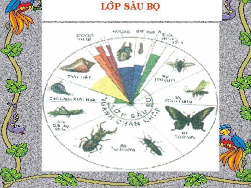 Bài 26. Châu chấu